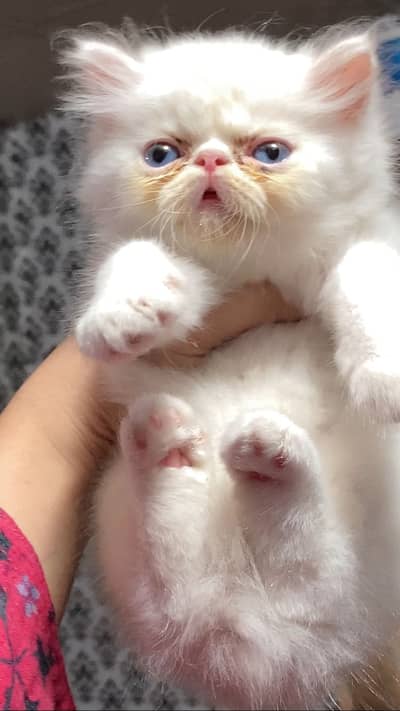 Persian pike face kitten
