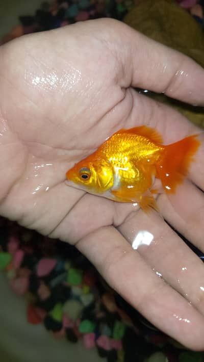 oranda goldfish size 3'2 inch or 3'5 inch pair with free anonimas carp