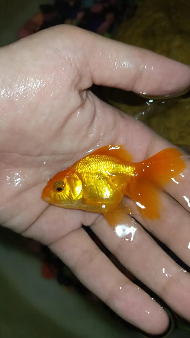 oranda goldfish size 3'2 inch or 3'5 inch pair with free anonimas carp — photo 2