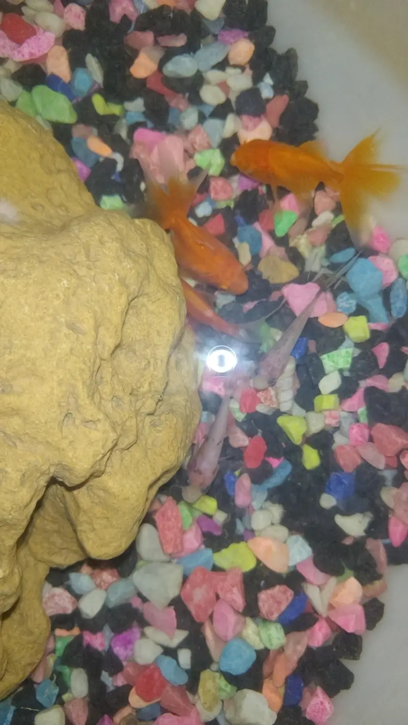 oranda goldfish size 3'2 inch or 3'5 inch pair with free anonimas carp — photo 3