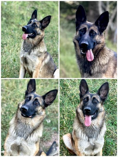gsd breeder 03015502118