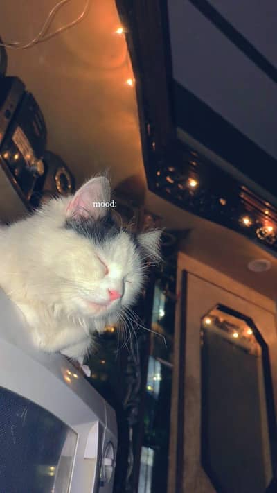Cat | Angora Cat | Turkish Angora | Triple Coated Cat For Sale