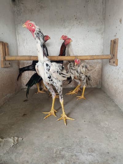 shamoo chicks| male |aseel chicks