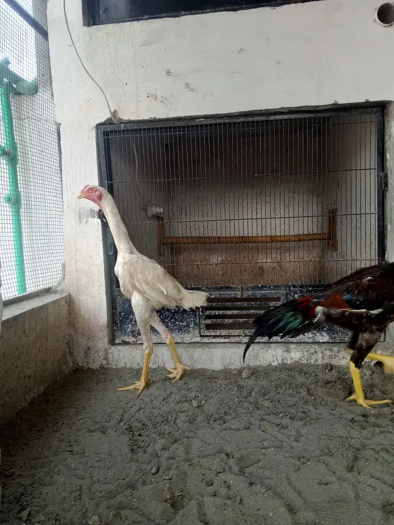 shamoo chicks| male |aseel chicks — photo 2