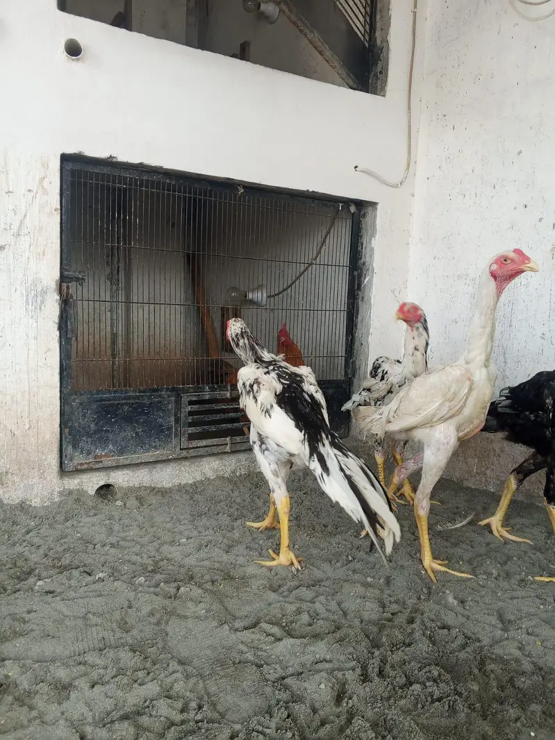 shamoo chicks| male |aseel chicks — photo 3