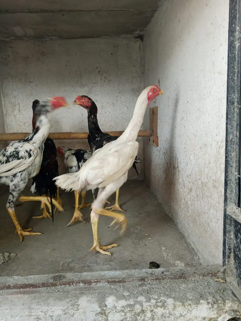 shamoo chicks| male |aseel chicks — photo 4