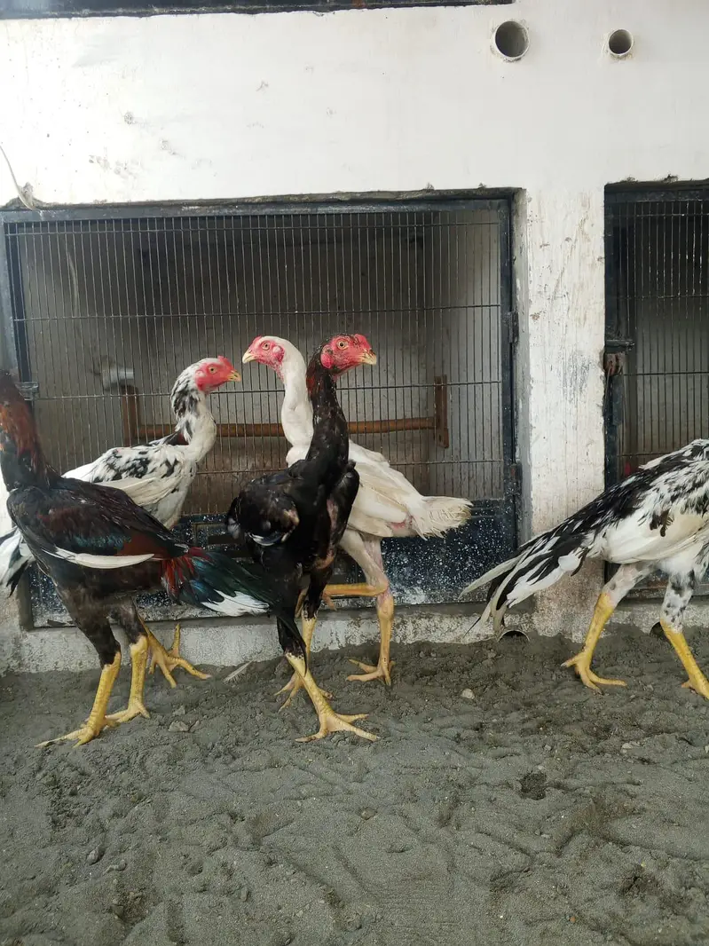 shamoo chicks| male |aseel chicks — photo 5