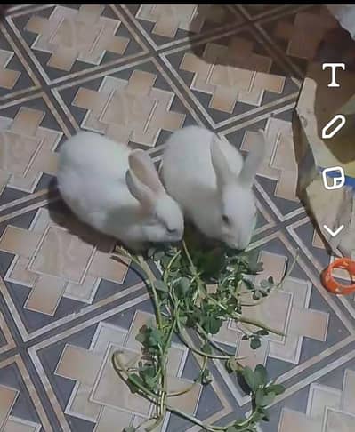 White Rabbits 15 /2 to 3 months/Healthy
