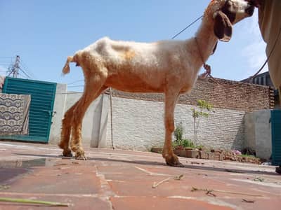 bher for sale
