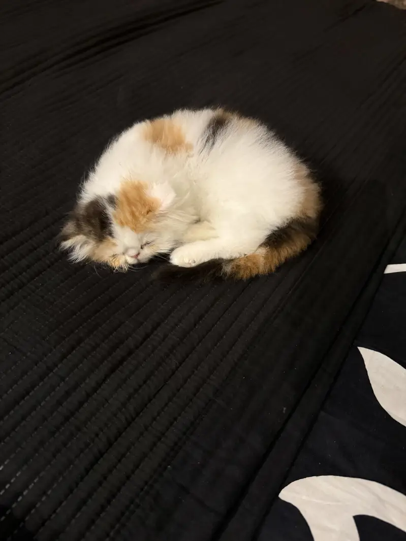 Persian kitten peke face / piki / pake pure cfa bloodline calico — photo 3
