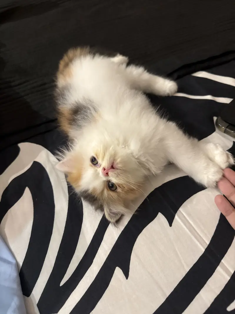 Persian kitten peke face / piki / pake pure cfa bloodline calico — photo 4