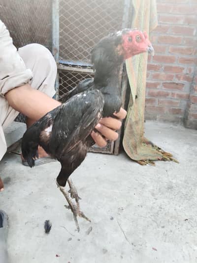 thai hen for sale