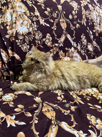 Fawn color persian