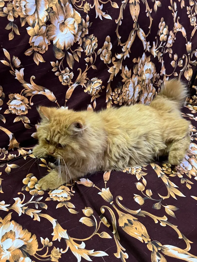 Fawn color persian — photo 2