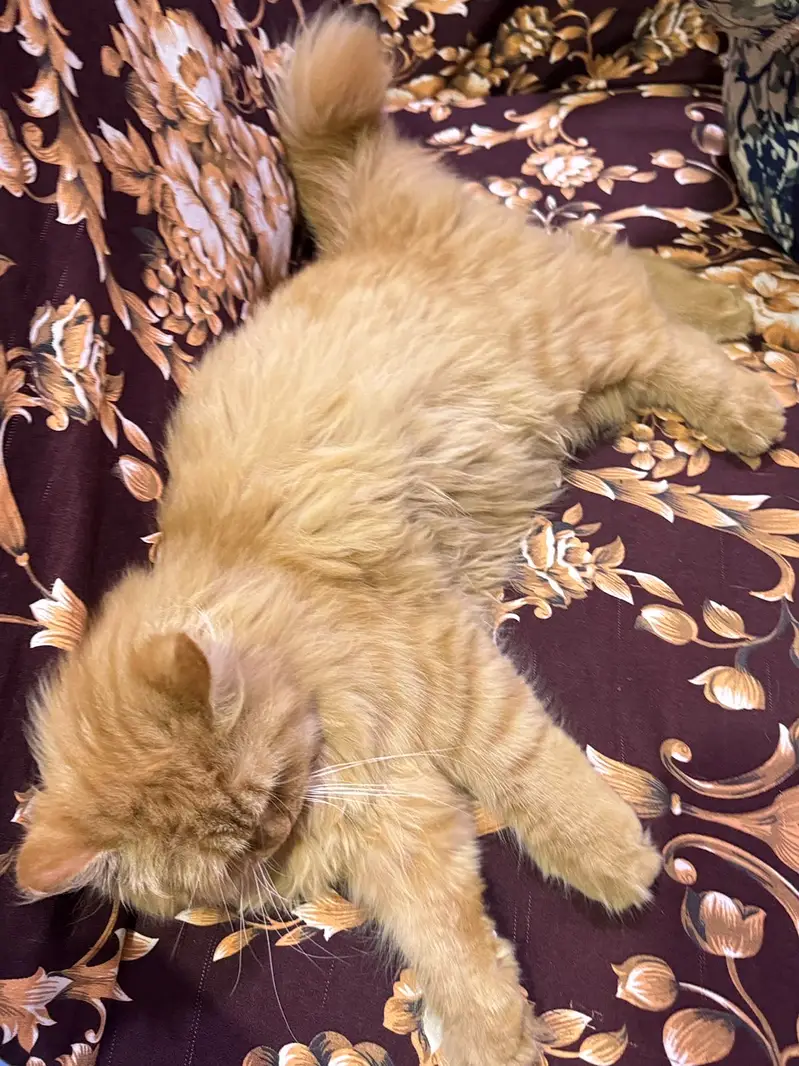 Fawn color persian — photo 3