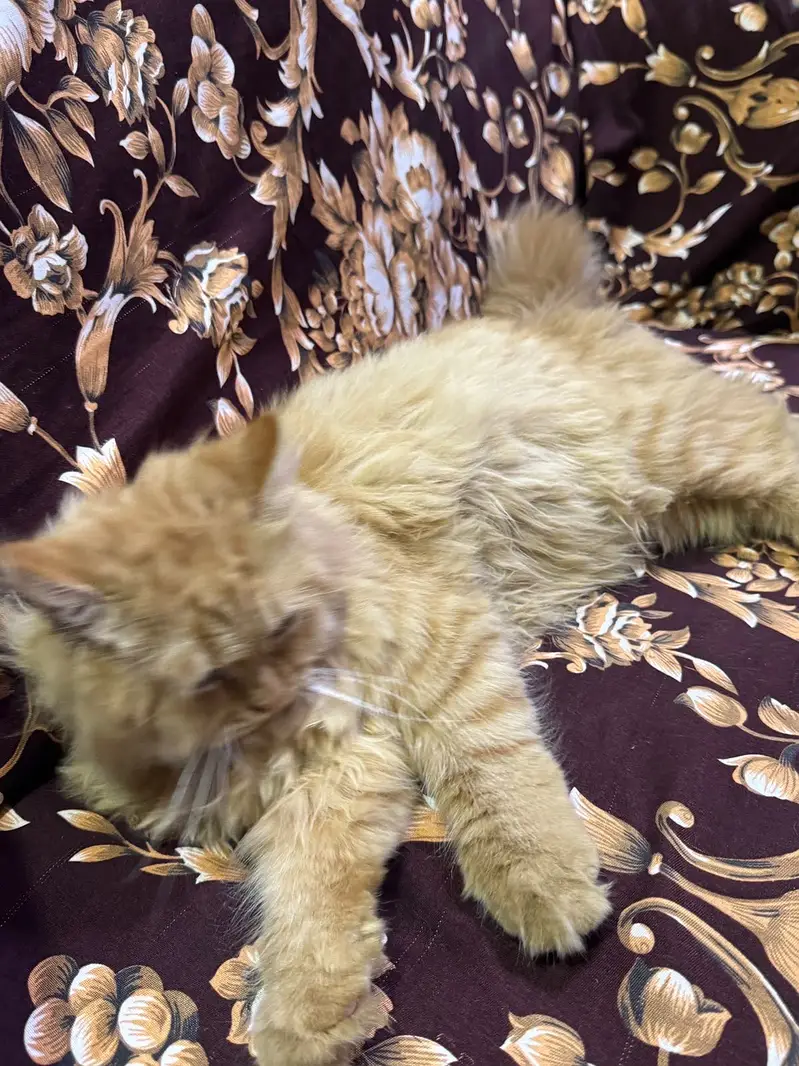 Fawn color persian — photo 4