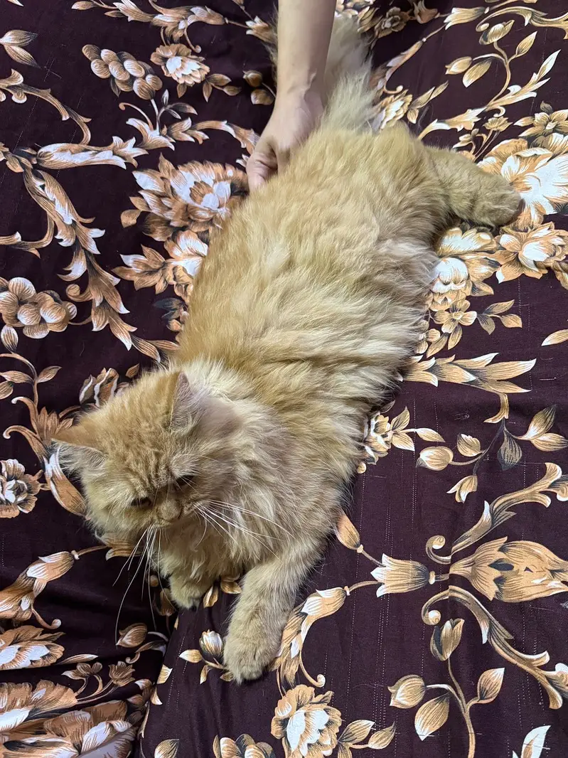 Fawn color persian — photo 5
