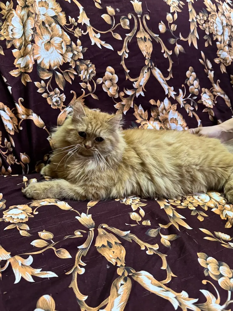 Fawn color persian — photo 6