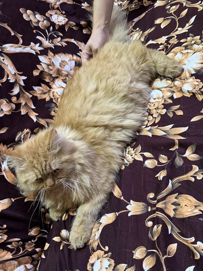 Fawn color persian — photo 7