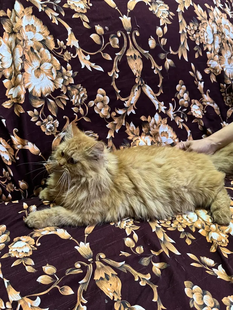 Fawn color persian — photo 8