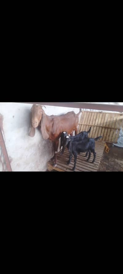 Goat with 2 kids