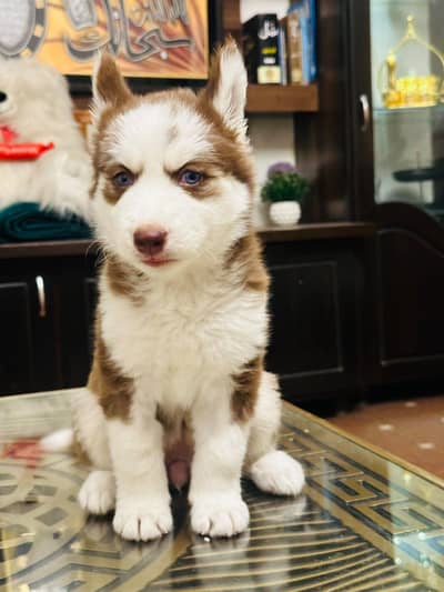 Triple coat Siberian husky for sale