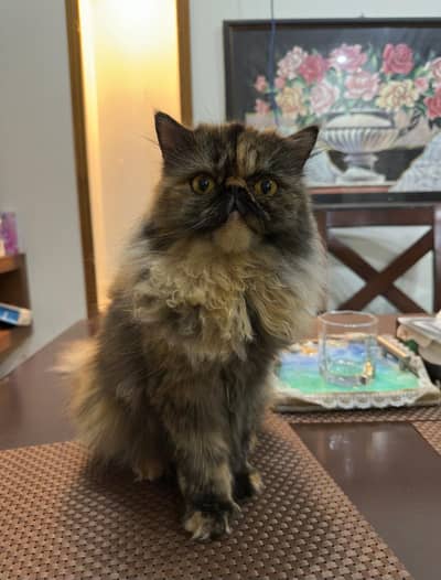 Premium Persian Peke Face Cat | Piki Female Kitten | Cats | Kittens