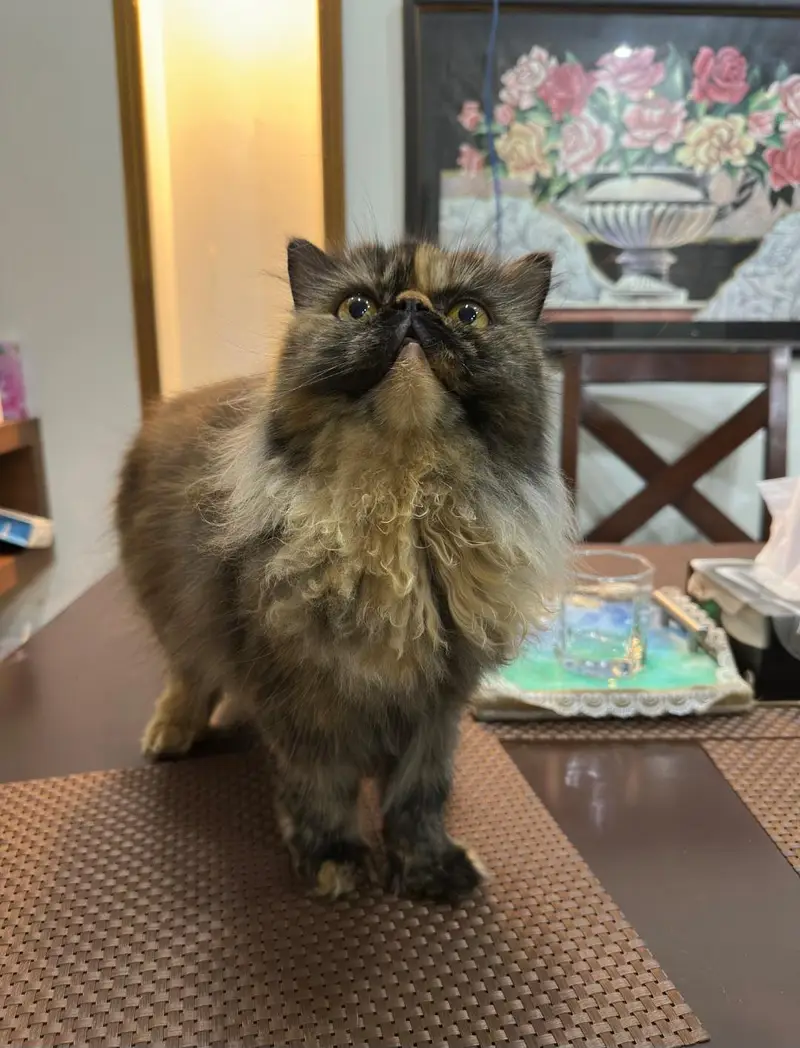 Premium Persian Peke Face Cat | Piki Female Kitten | Cats | Kittens — photo 2