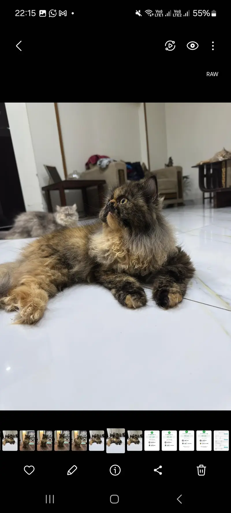 Premium Persian Peke Face Cat | Piki Female Kitten | Cats | Kittens — photo 5