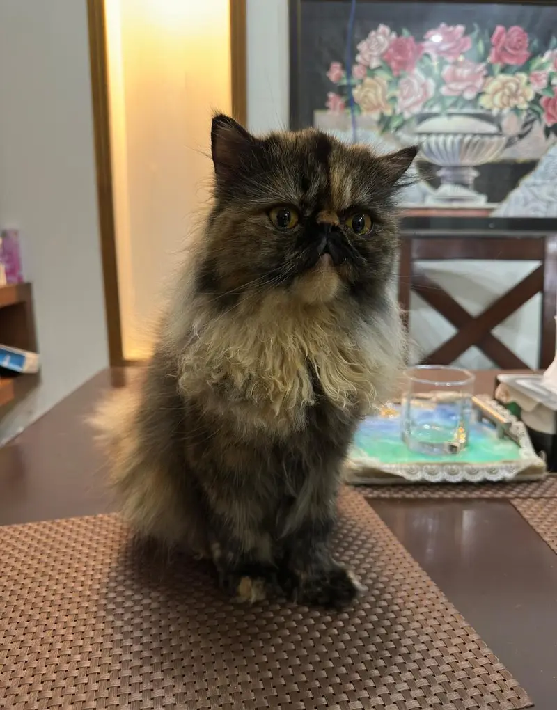 Premium Persian Peke Face Cat | Piki Female Kitten | Cats | Kittens — photo 7