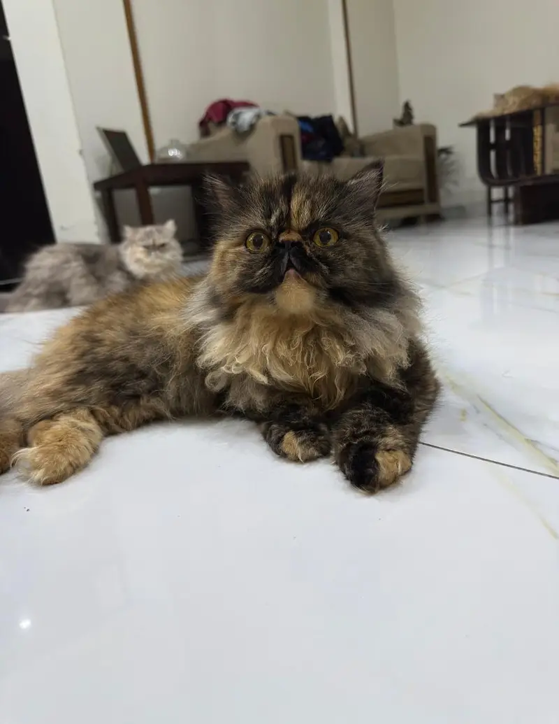 Premium Persian Peke Face Cat | Piki Female Kitten | Cats | Kittens — photo 8