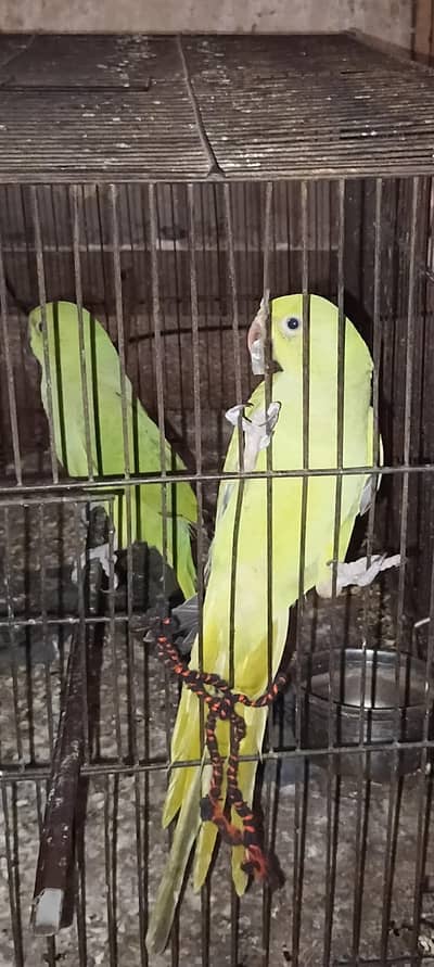 green parrot chicks 5month