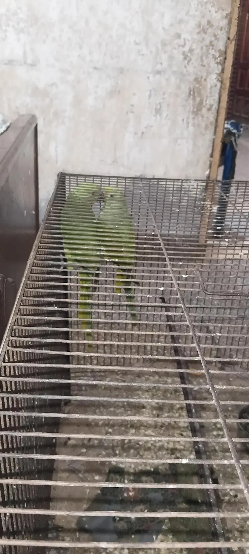 green parrot chicks 5month — photo 2
