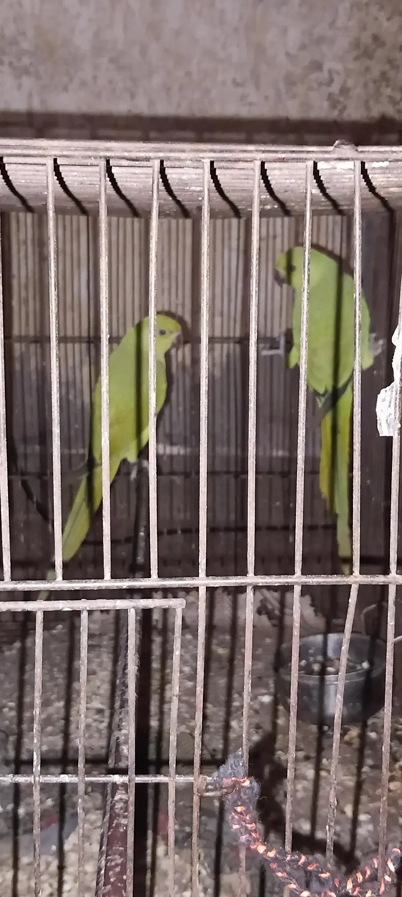 green parrot chicks 5month — photo 3