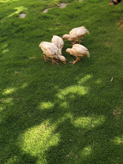 assel hera chicks for sale Whatsapp number 03469588385