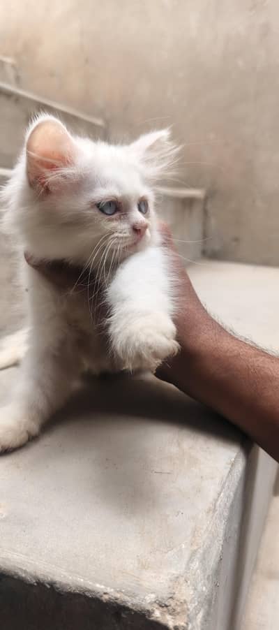 Persian kitten