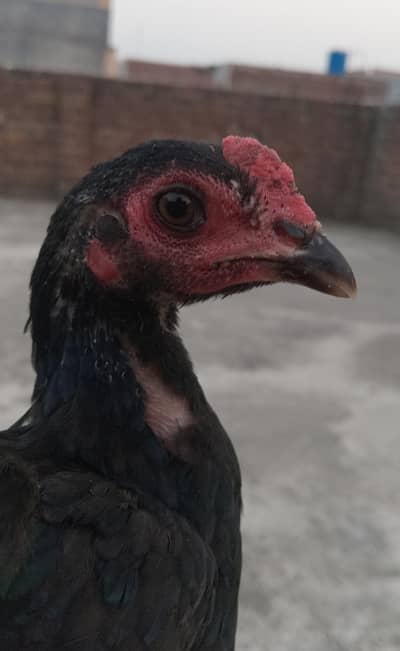 aseel bird