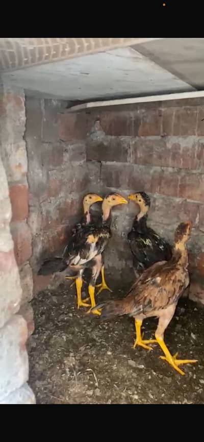 Aseel chicks