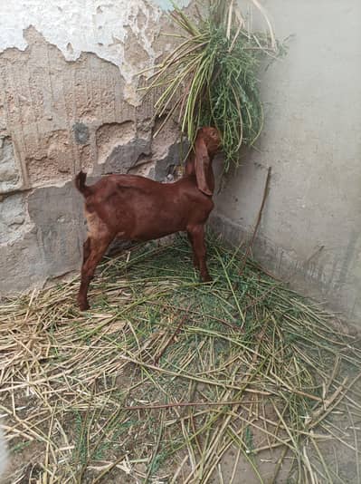 mundi path bakri age 3 month