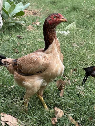 Female Aseel Hen Full Size