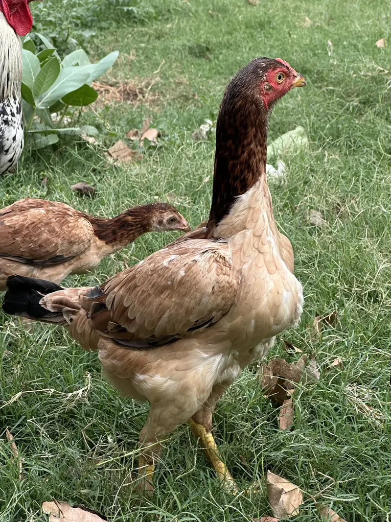 Female Aseel Hen Full Size — photo 2