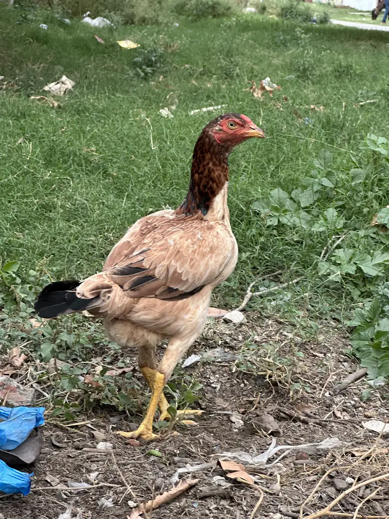 Female Aseel Hen Full Size — photo 3