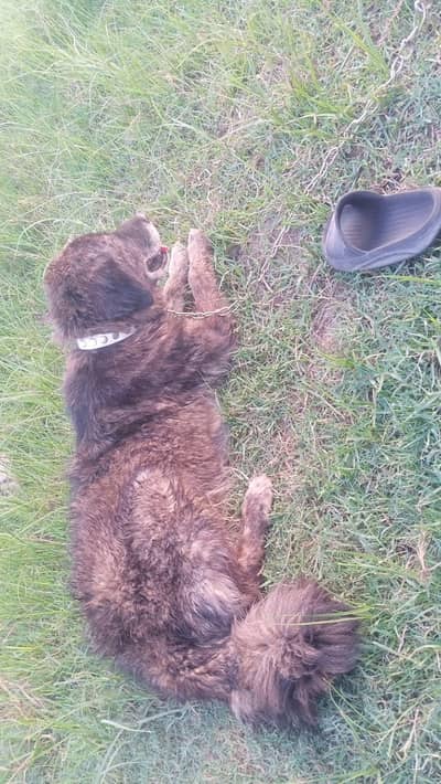 pure bakrwal breeze female for sale