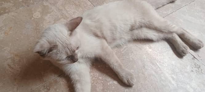 persian cat