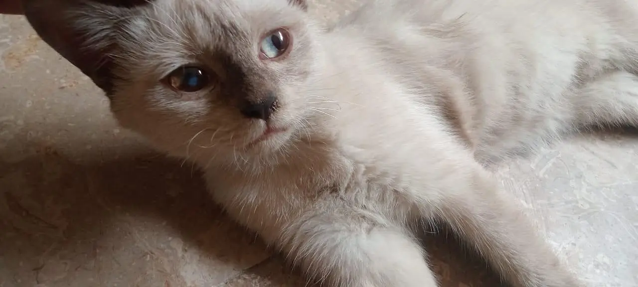 persian cat — photo 2