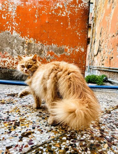 Healthy Female Persian Cat for Sale | Long Coat Pure Persian