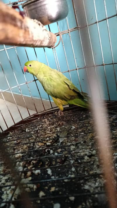 mithi 1. year old