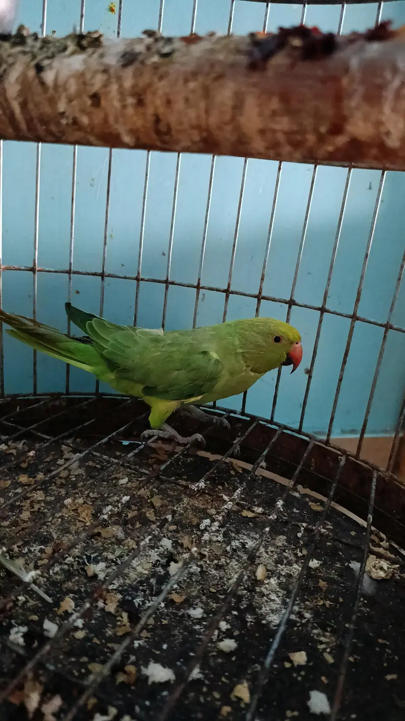 mithi 1. year old — photo 2