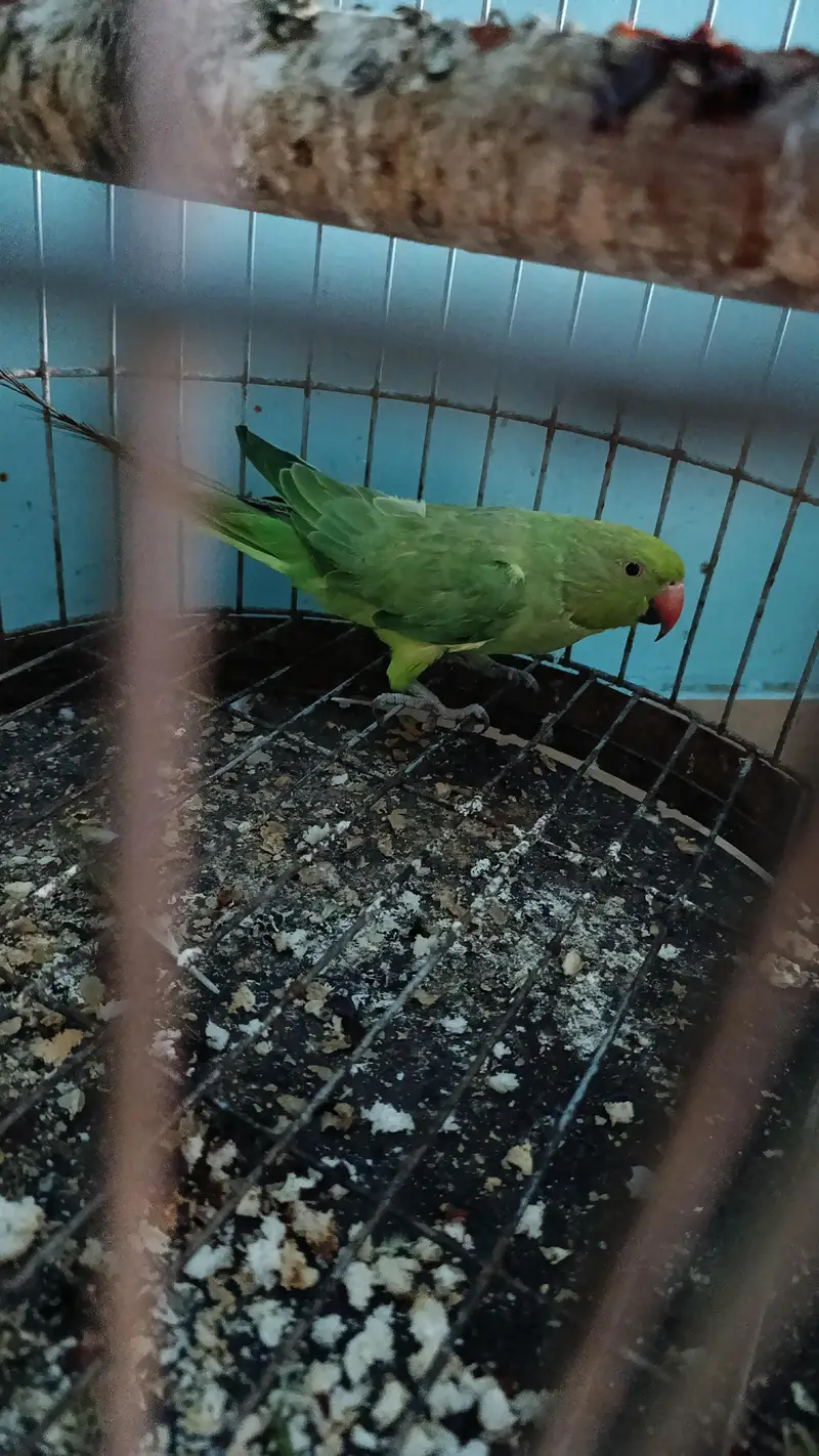 mithi 1. year old — photo 3