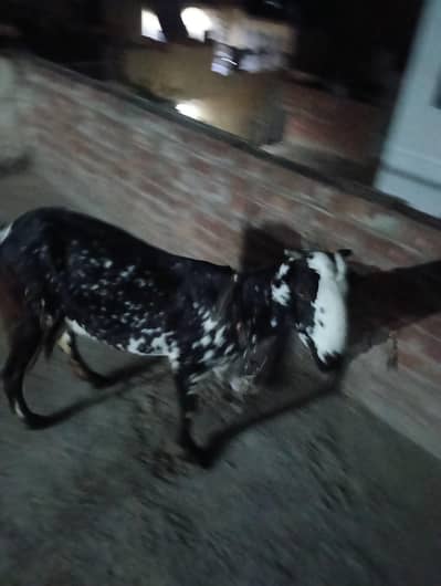 bakri bakra